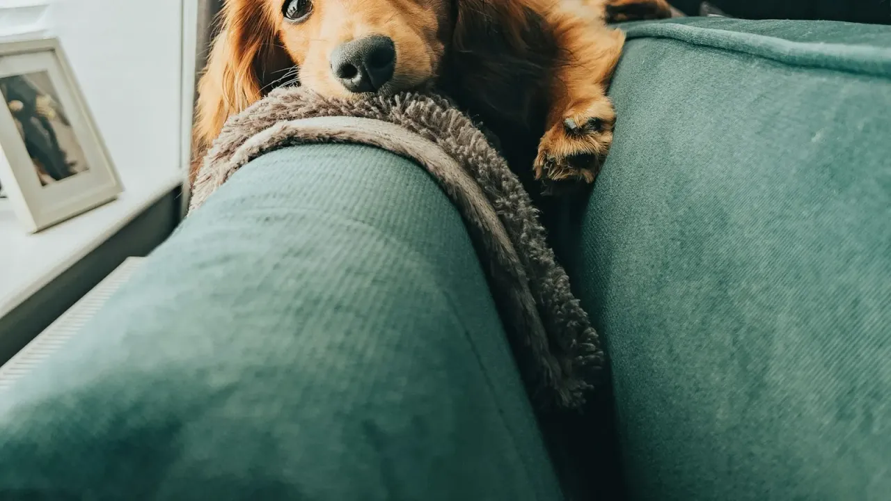 Cachorro marrom deitado no encosto de um sofá verde