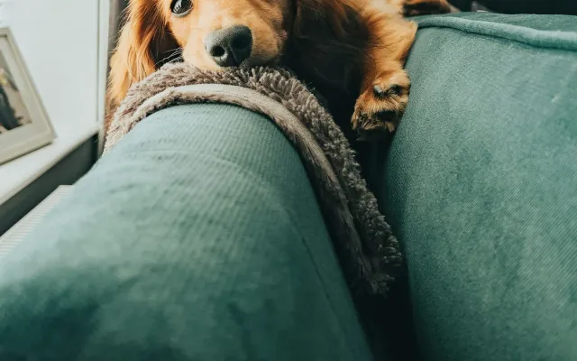 Cachorro marrom deitado no encosto de um sofá verde