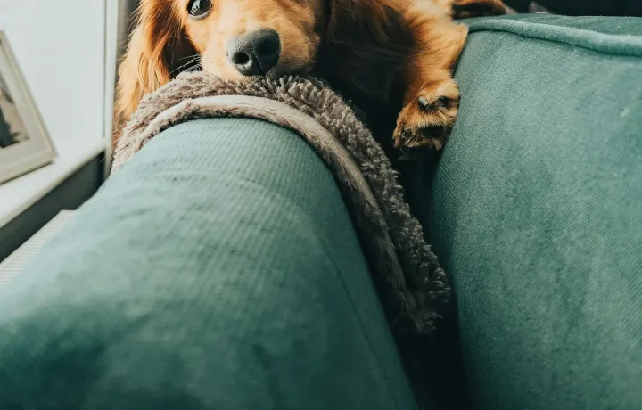 Cachorro marrom deitado no encosto de um sofá verde